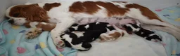Cavalier King Charles Spaniel dogs for sale: MRI scanned parents fullY health tested - Advert 9