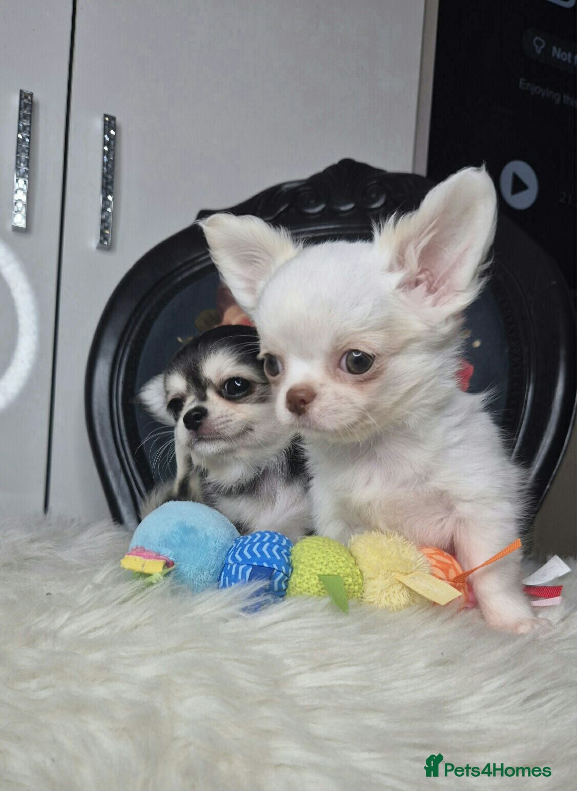 Chihuahua dogs KC registered chihuahua puppies  - Advert 11