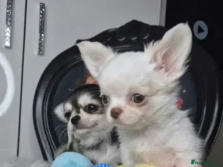 Chihuahua dogs KC registered chihuahua puppies - Advert 2