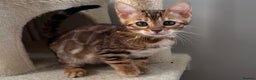 Bengal cats for sale: Beautiful Bengal babies ready this weekend  - Advert 2