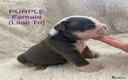 English Bulldog dogs for sale: English Bulldog Puppies - Image 7