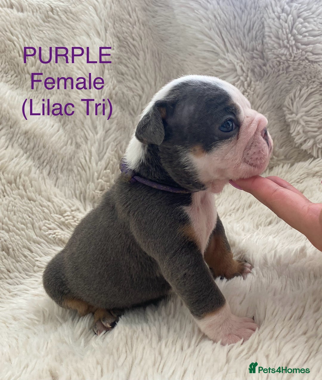 English Bulldog dogs for sale: English Bulldog Puppies - Image 7