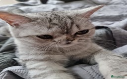 British Shorthair cats for sale: Silver Tabby Classic 5 Months Old GCCF Pedigree - Image 14