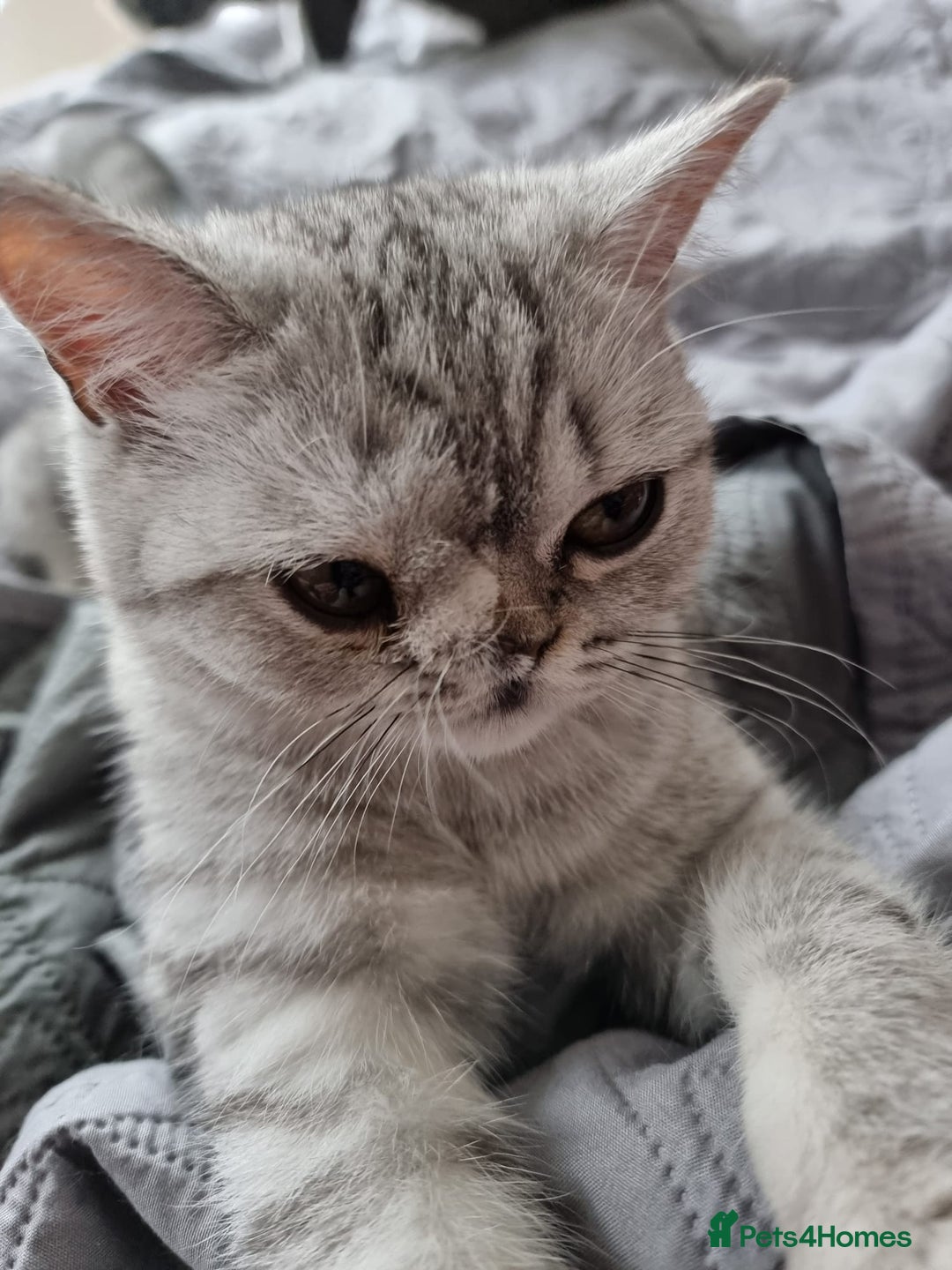 British Shorthair cats for sale: Silver Tabby Classic 5 Months Old GCCF Pedigree - Image 14