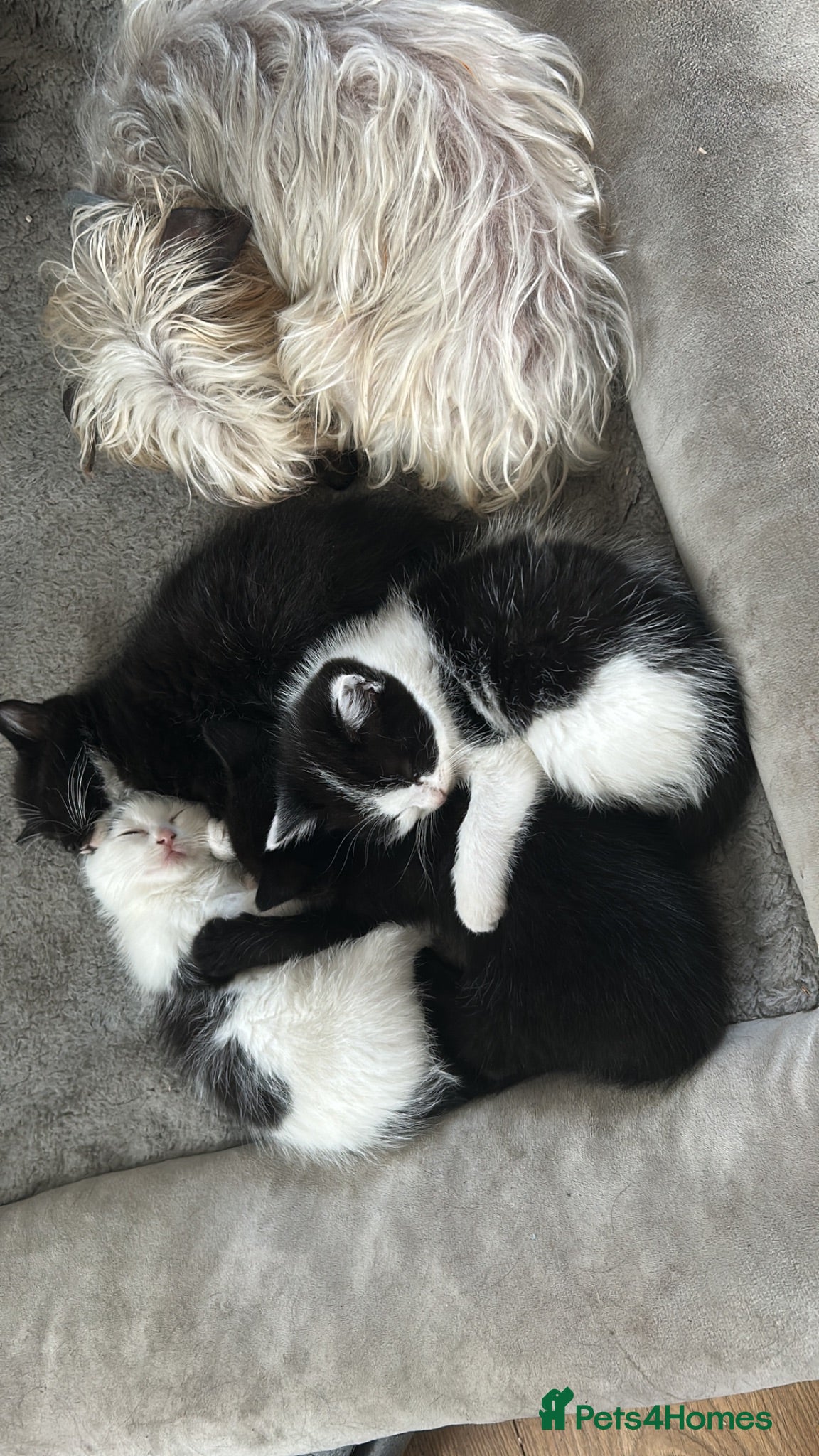 Mixed Breed cats 4 beautiful half ragdoll kittens - Advert 1