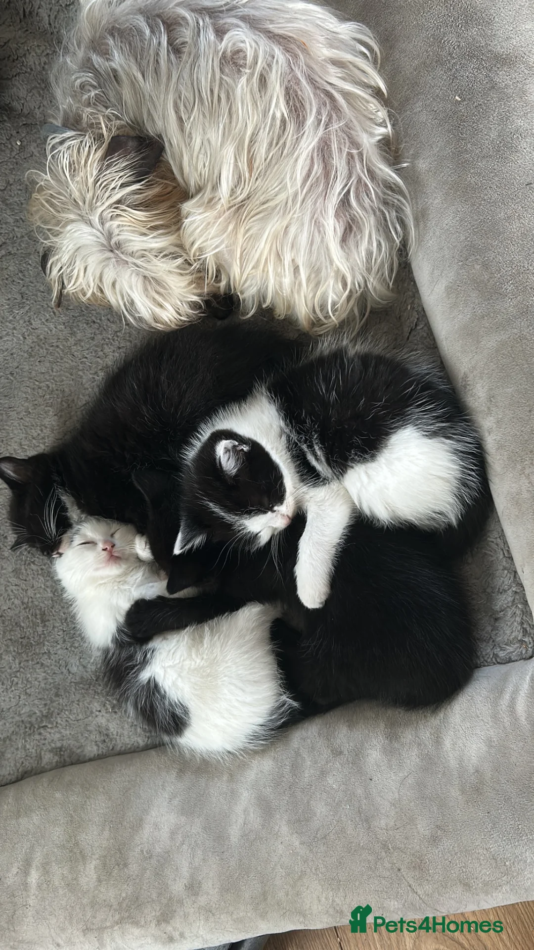 Mixed Breed cats for sale: 4 beautiful half ragdoll kittens - Advert 1