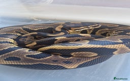 Python Snake reptiles for sale: Various hatchlings and sub adults in West Bromwich - Image 6