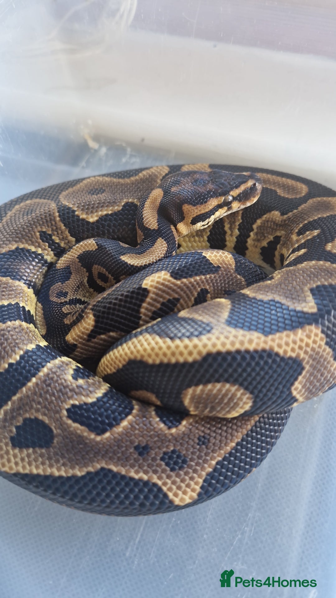 Python Snake reptiles for sale: Various hatchlings and sub adults in West Bromwich - Image 6