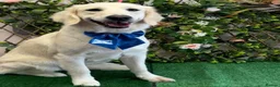 Golden Retriever dogs for sale: KC Registered Golden Retriever Puppies - Advert 14