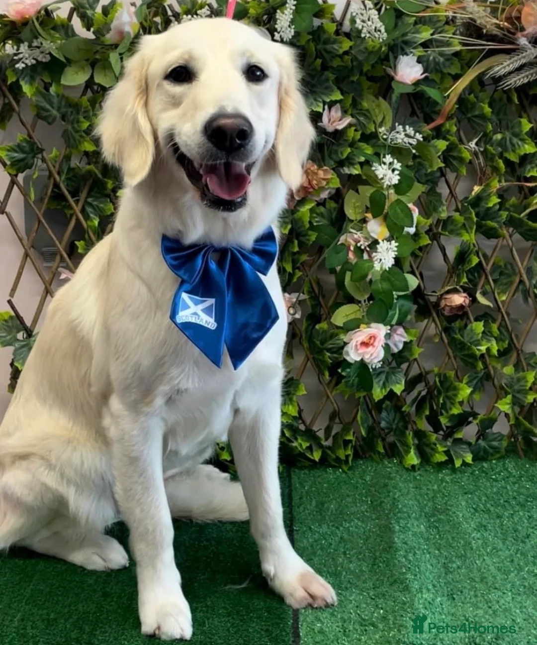 Golden Retriever dogs for sale: KC Registered Golden Retriever Puppies - Advert 14