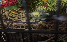 Budgerigars birds for sale: 4 budgies and extra large cage  - Image 3