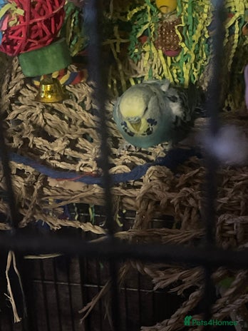 Budgerigars birds - Advert 1