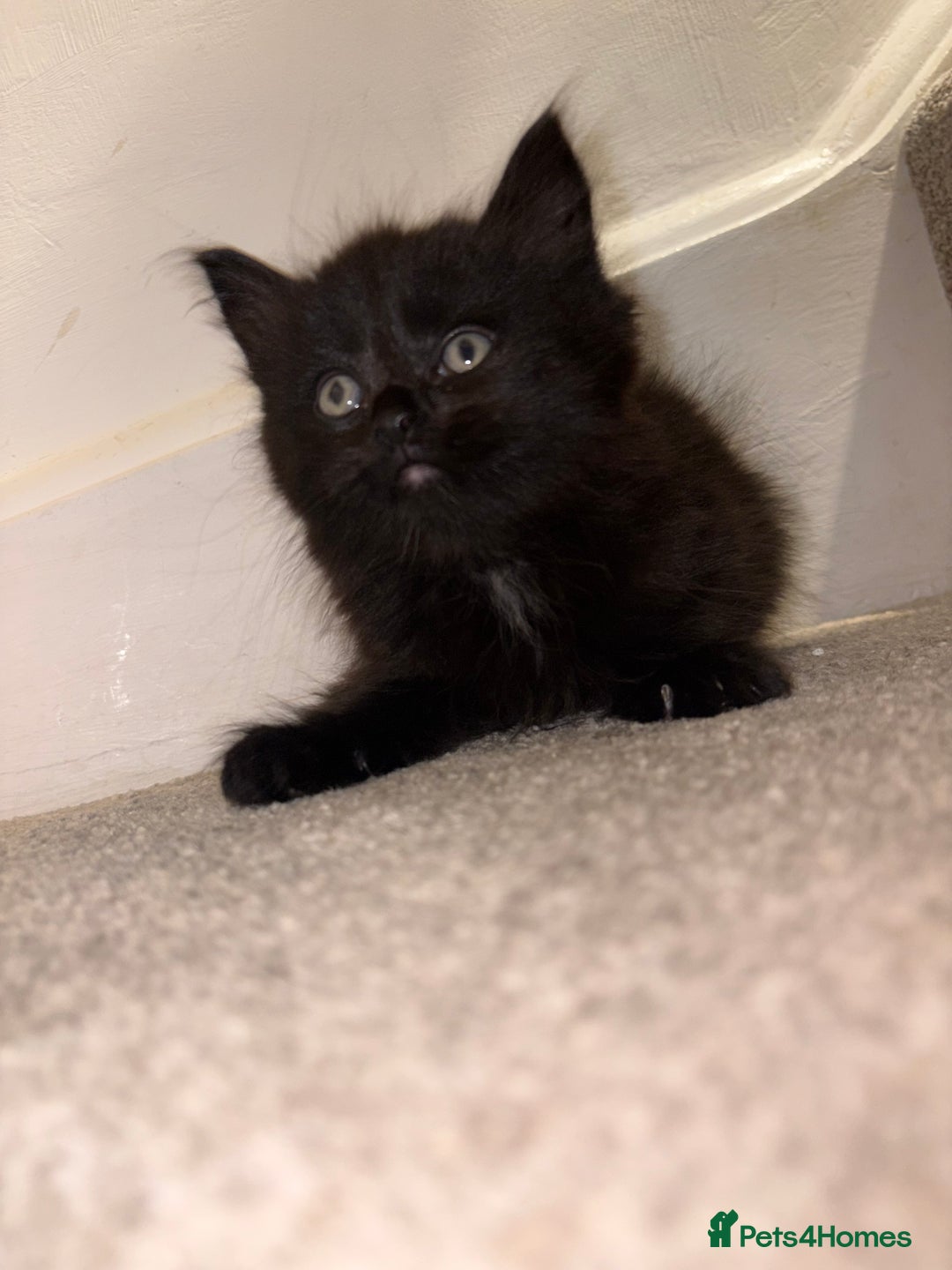 British Longhair cats for sale: 3 British Longhair x Maine Coon Kittens  Ready Now - Advert 3