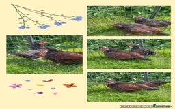 Chickens poultry for sale: Speckled Sussex Bantam - Image 1