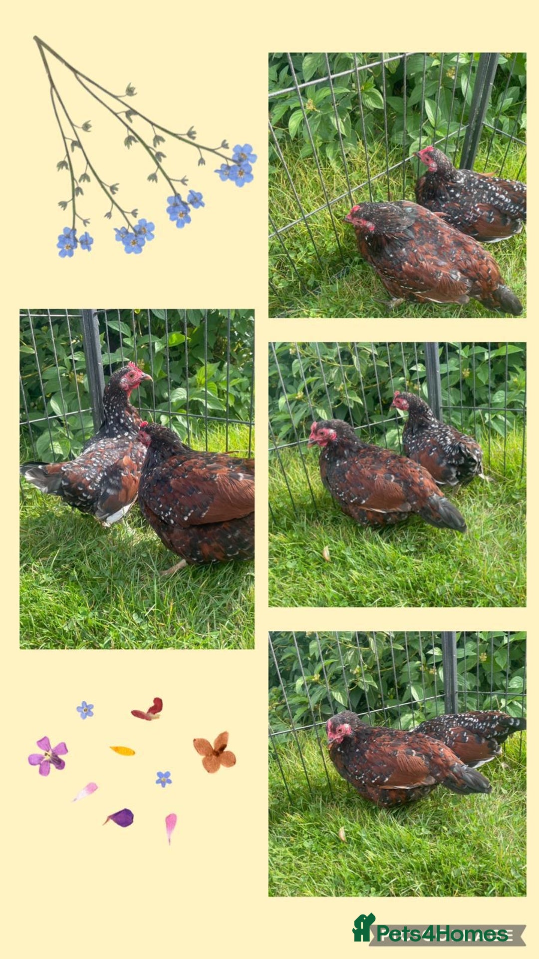 Chickens poultry for sale: Speckled Sussex Bantam - Image 1