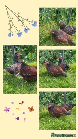Chickens poultry - Advert 3