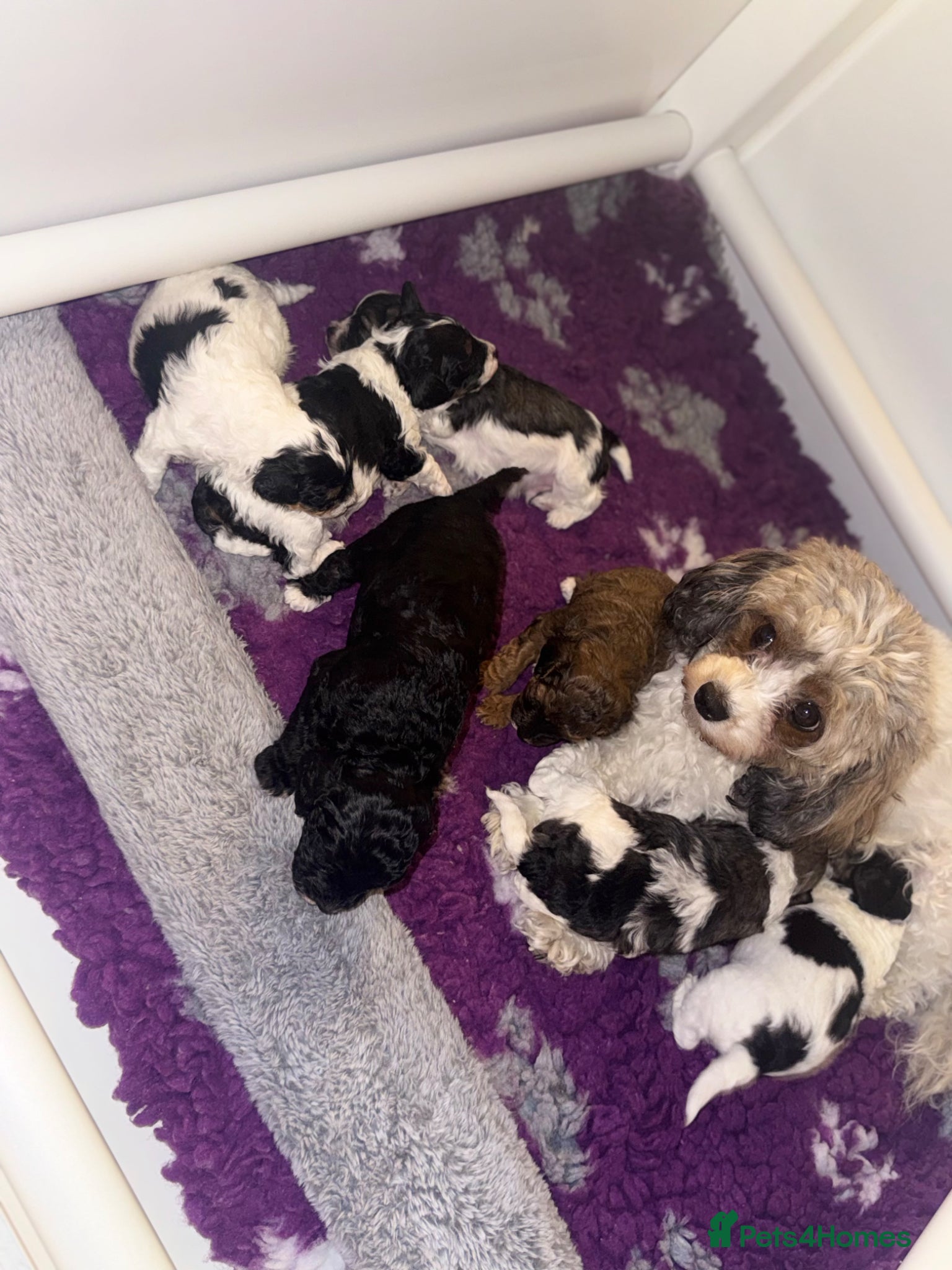 Cavapoo dogs F1B Cavapoo Puppies for Sale 🐶 - Advert 1