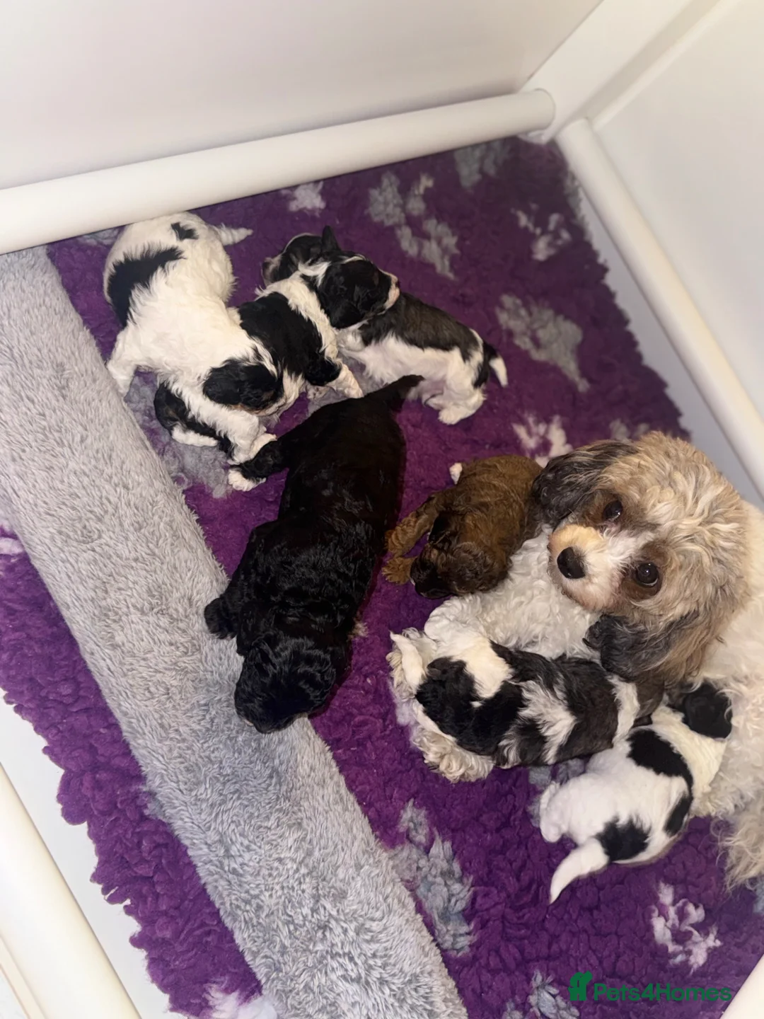 Cavapoo dogs for sale: F1B Cavapoo Puppies for Sale 🐶 in Southampton - Advert 1