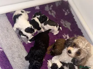 Cavapoo dogs F1B Cavapoo Puppies for Sale 🐶 - Advert 1