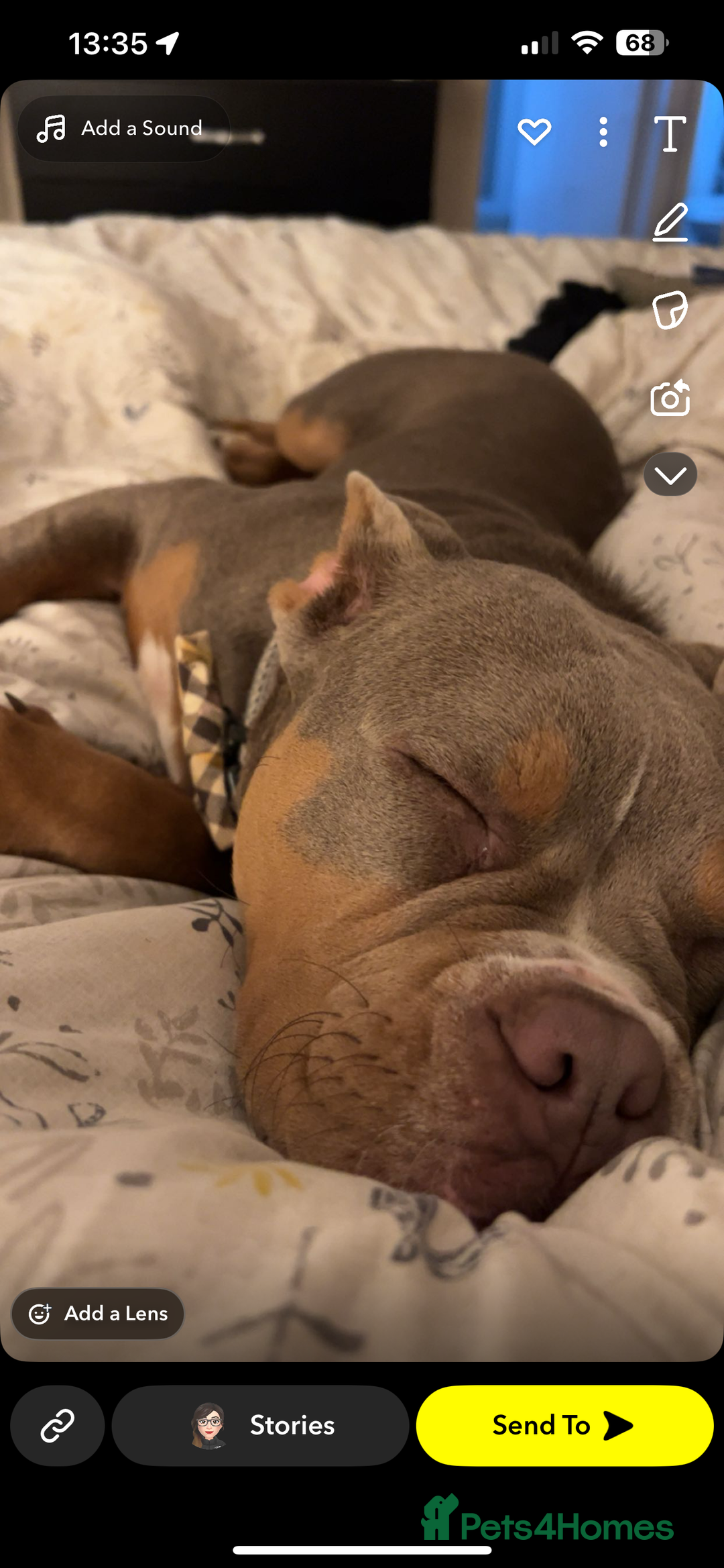 Mixed Breed dogs for sale: 7 months old male olde English bulldog x pocket  - Advert 2