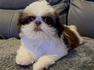 Shih Tzu dogs Imperial Shih Tzu – Last Puppy Available - Advert 1