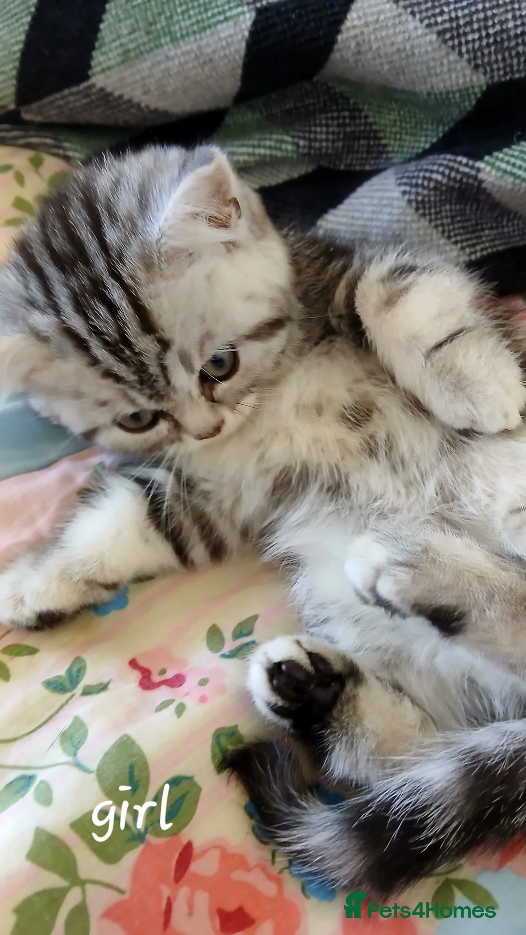 British Shorthair cats for sale: Bsh. Silver Tabby kittens. GCCF. - Advert 2