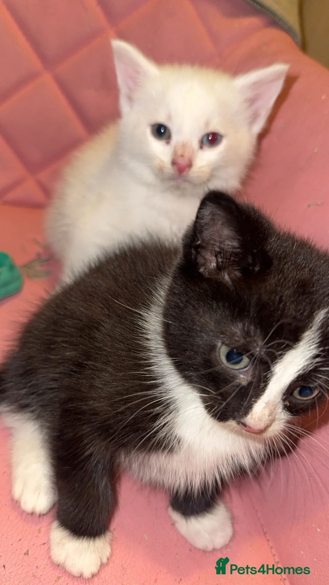 Mixed Breed cats for sale: 5 beautiful kittens ready to leave now - Advert 2