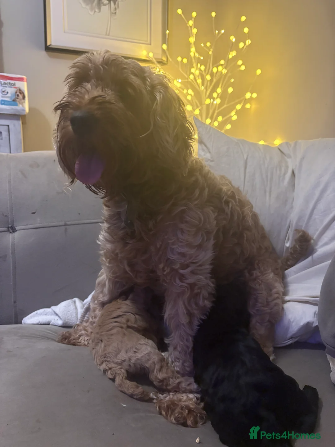 Cavapoo dogs for sale: Gorgeous cavapoos  - Advert 13