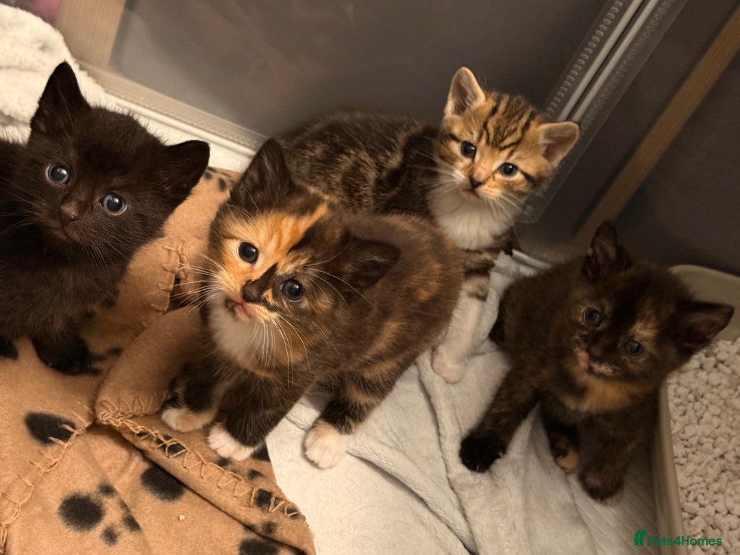 Domestic Shorthair cats for sale: Beautiful kittens - tabby and ginger mix - Advert 5