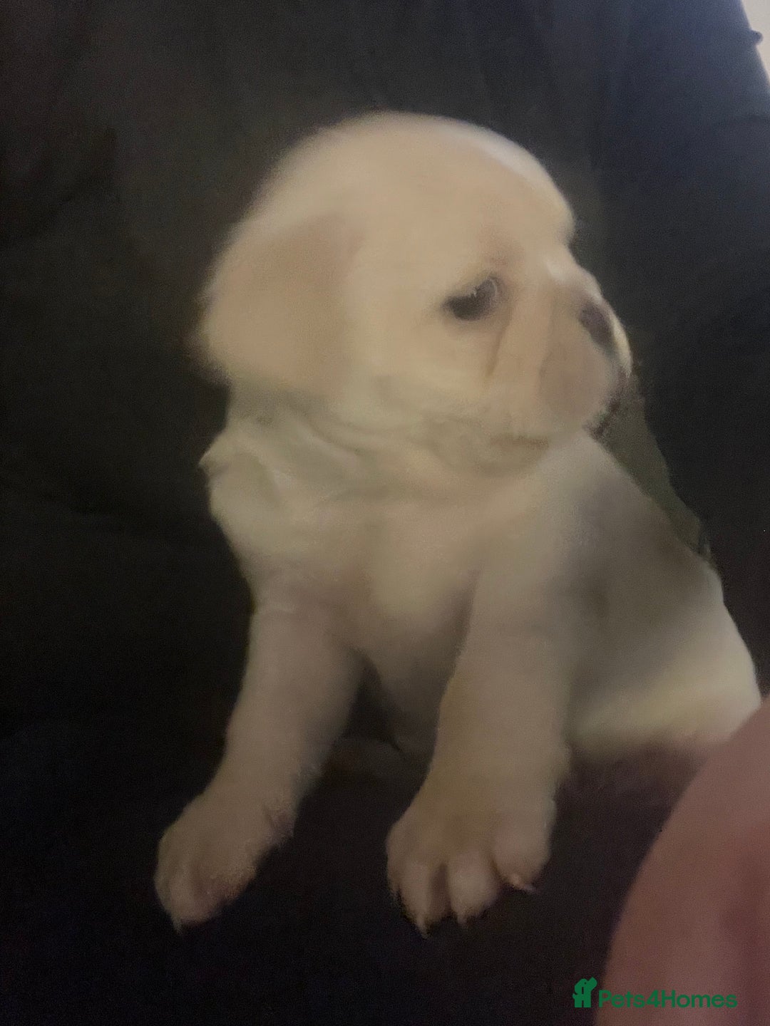 Frug dogs for sale: Pug puppies  - Advert 3