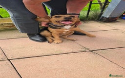 Mixed Breed dogs for adoption: Toby the Terrier - Image 12