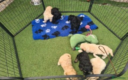 Cockapoo dogs for sale: Beautiful F1 Cockapoos- Ready Now  - Image 14