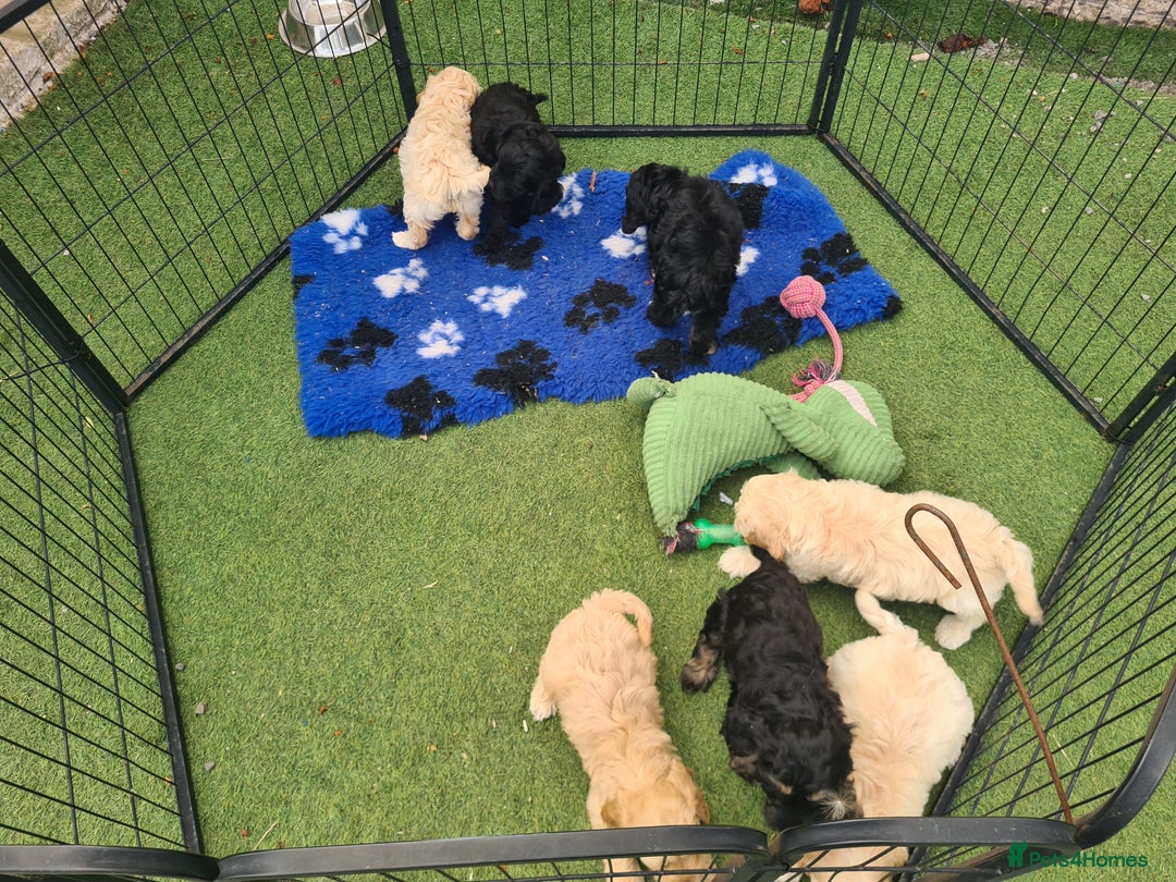 Cockapoo dogs for sale: Beautiful F1 Cockapoos- Ready Now  - Image 14