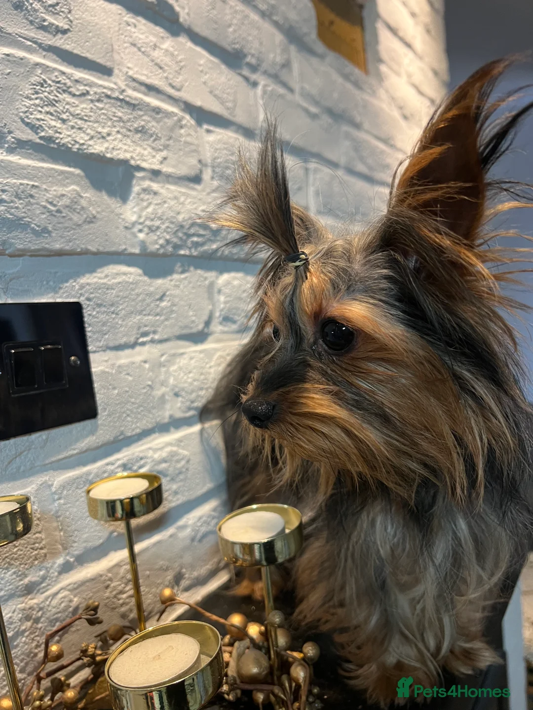Yorkshire Terrier dogs for stud: Beautiful Yorkshire Terrier Stud Available  - Advert 2