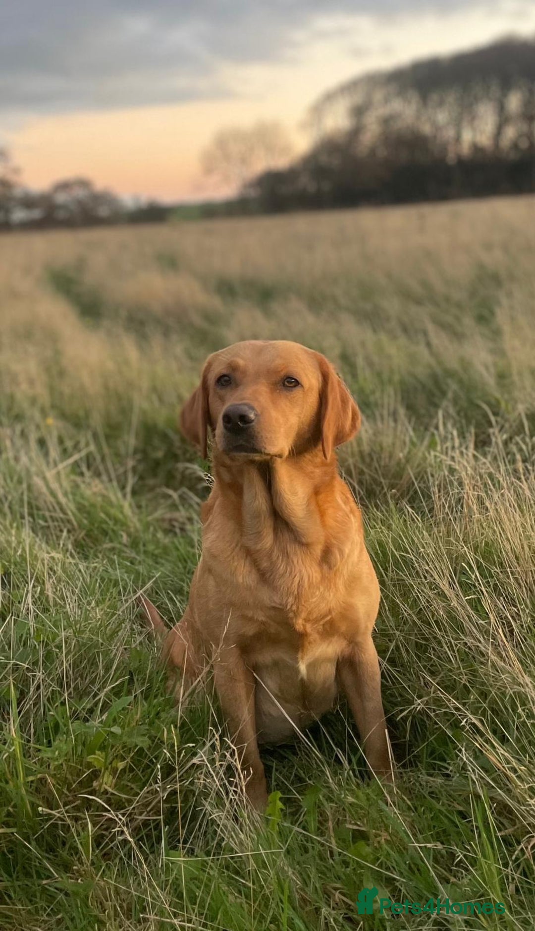Labrador Retriever dogs for sale: 4 x  Yellow Male KC Labradors left - Advert 2