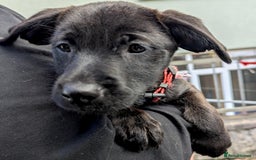 Mixed Breed dogs for sale: Cairndors - Image 3