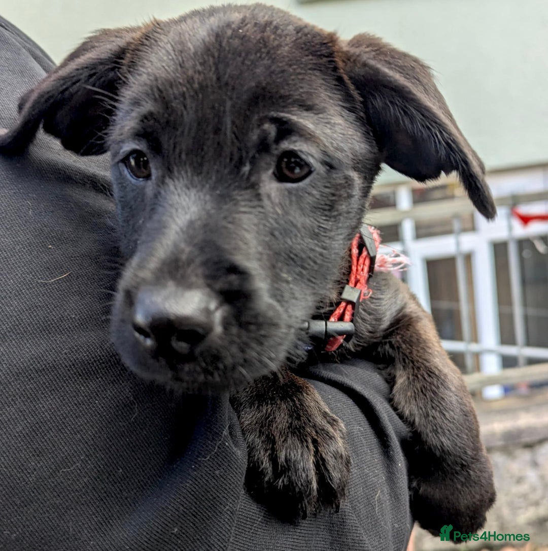 Mixed Breed dogs for sale: Cairndors - Image 3