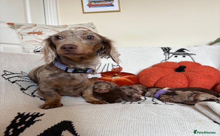 Miniature Dachshund dogs - Advert 5