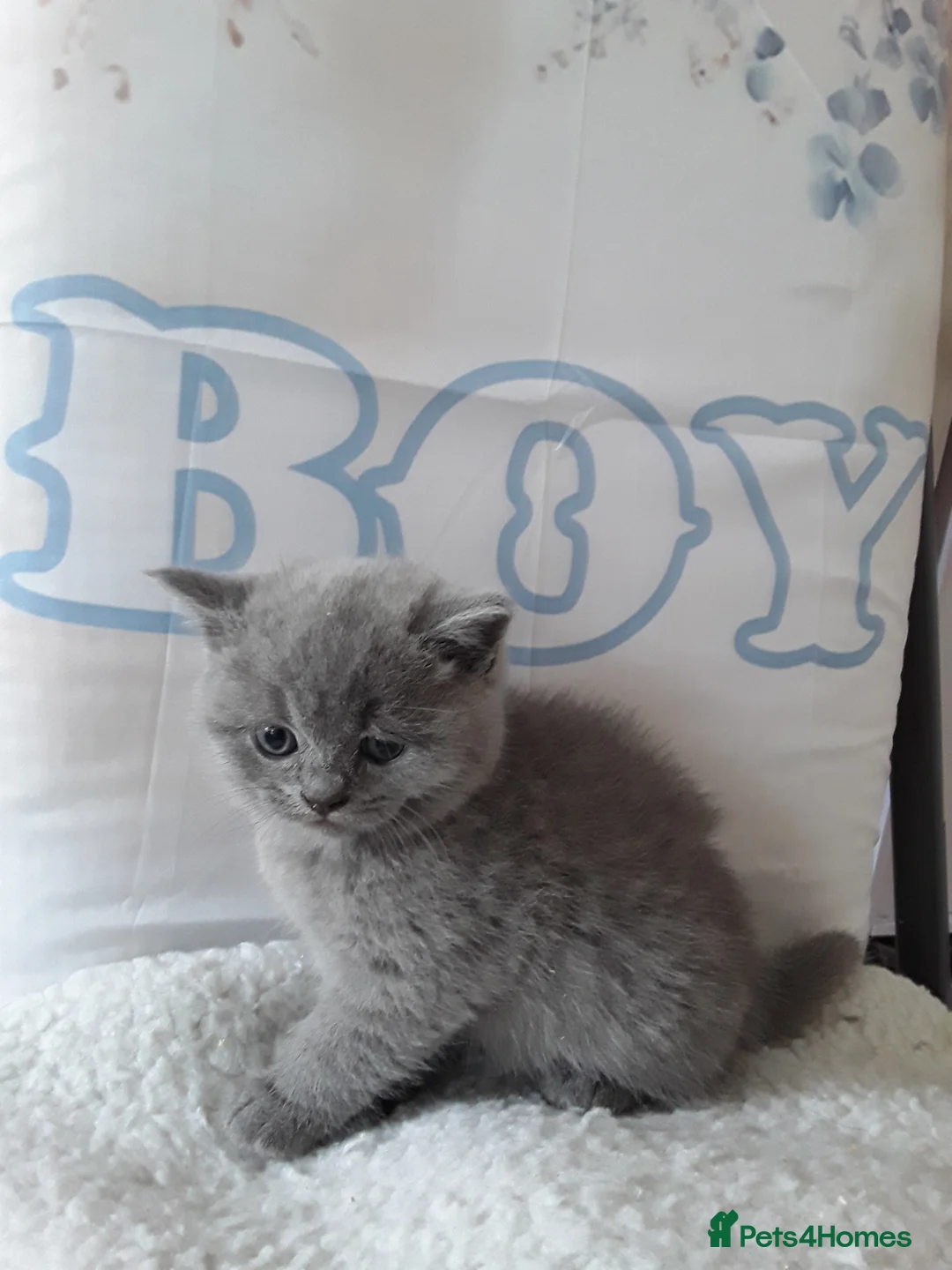 British Shorthair cats for sale: Stunning pedigree british shorthair kittens in Blyth - Advert 2