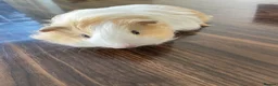 Guinea Pig rodents for sale: 2 Guinea Pigs  - Advert 2