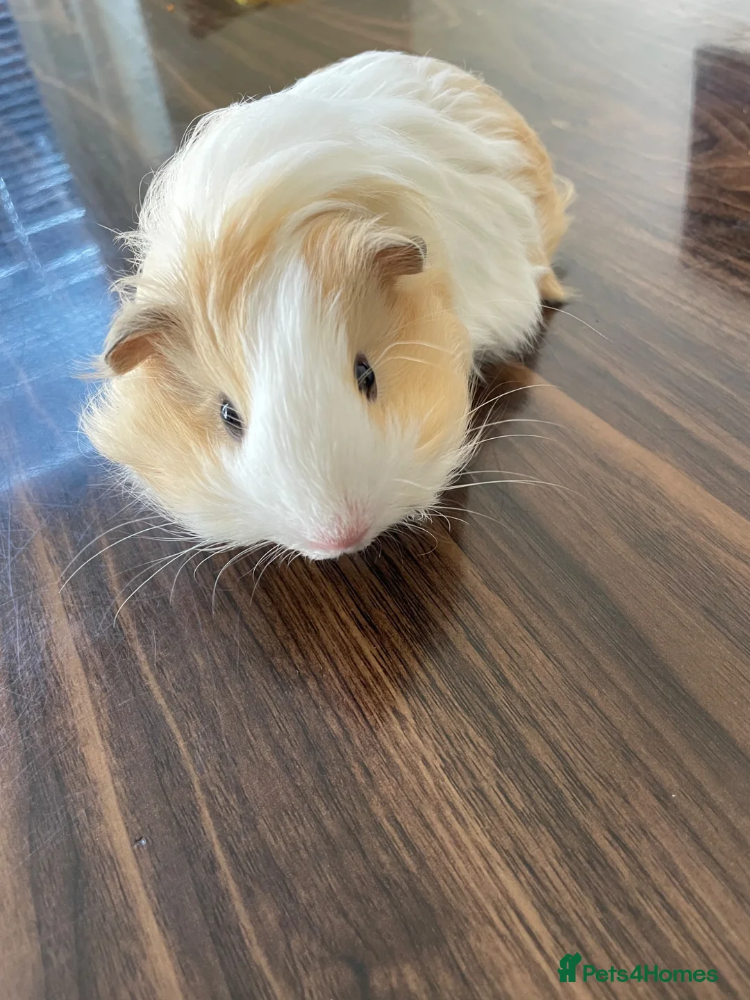 Guinea Pig rodents for sale: 2 Guinea Pigs  - Advert 2