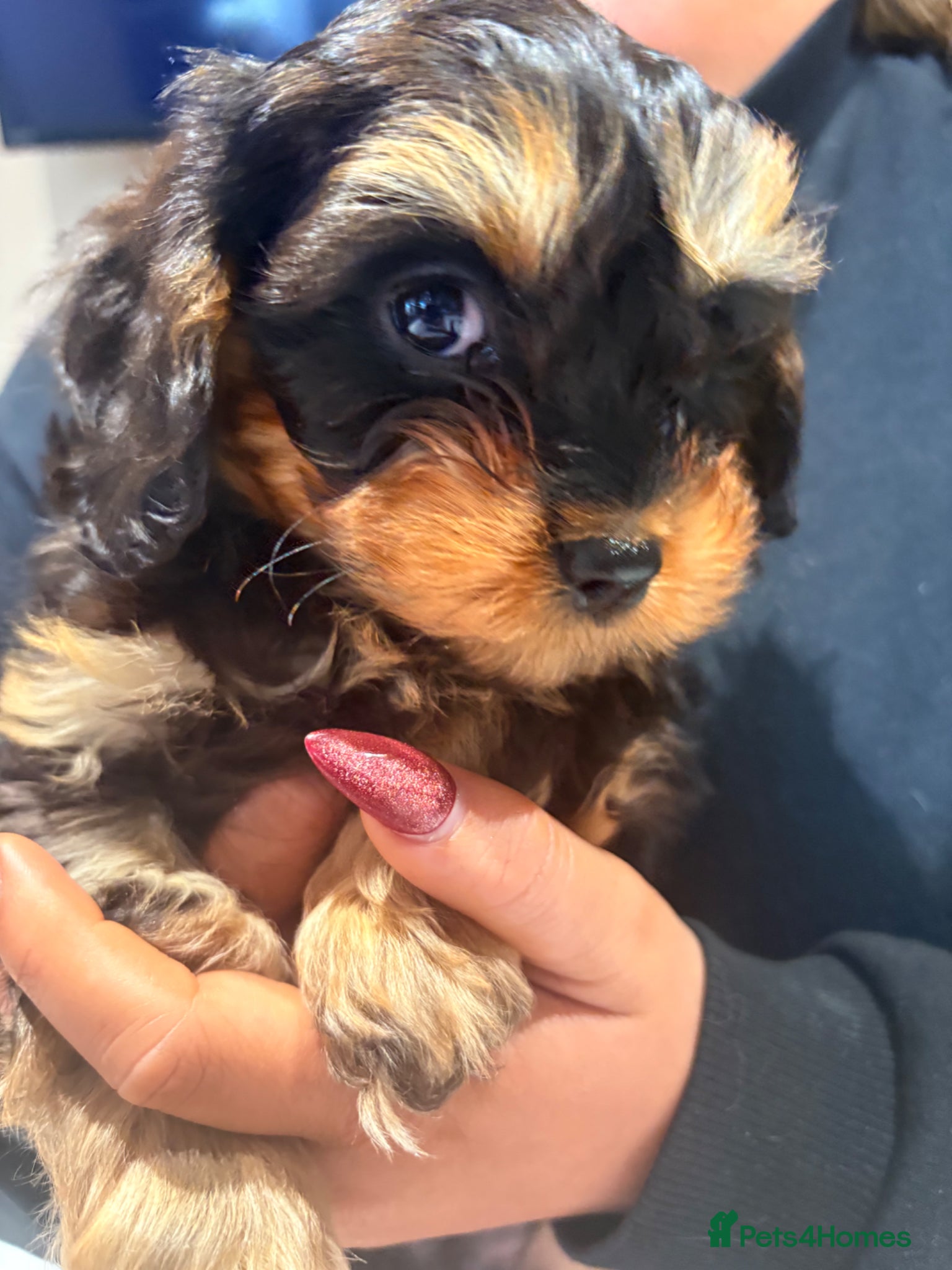 Cavapoo dogs 🩷LAST GIRL🩷Amazing🩷rare🩷Cavapoo🩷Merle’s pups  - Advert 5