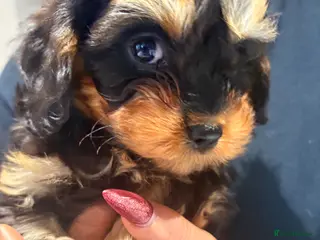 Cavapoo dogs 🩷LAST GIRL🩷Amazing🩷rare🩷Cavapoo🩷Merle’s pups - Advert 5