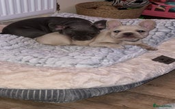 French Bulldog dogs for sale: Gorgeous 7Month Old Brother & Sister Frenchies - Image 9