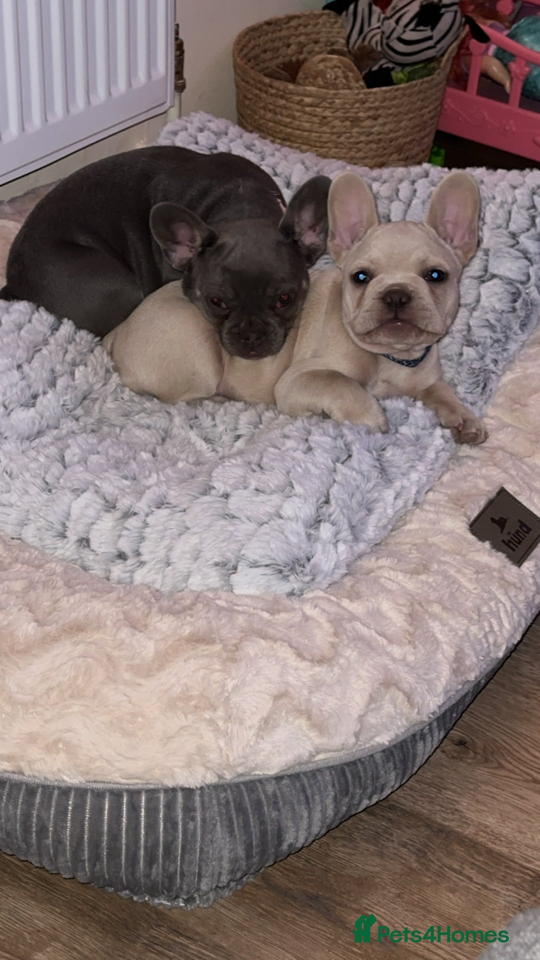 French Bulldog dogs for sale: Gorgeous 7Month Old Brother & Sister Frenchies - Image 9