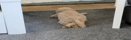 Toy Poodle dogs for sale: Toy Poodle Puppy (Male) (Golden) - Advert 4