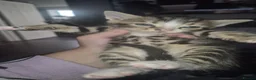 Mixed Breed cats for sale: Bengal Cross Kittens Ready for a Loving Home in Doncaster - Advert 14