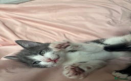 Mixed Breed cats for sale: 3 Beautiful and Playful Kittens - Image 5