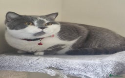 British Shorthair cats for sale: Friendly british shorthair cat for sale - Image 2