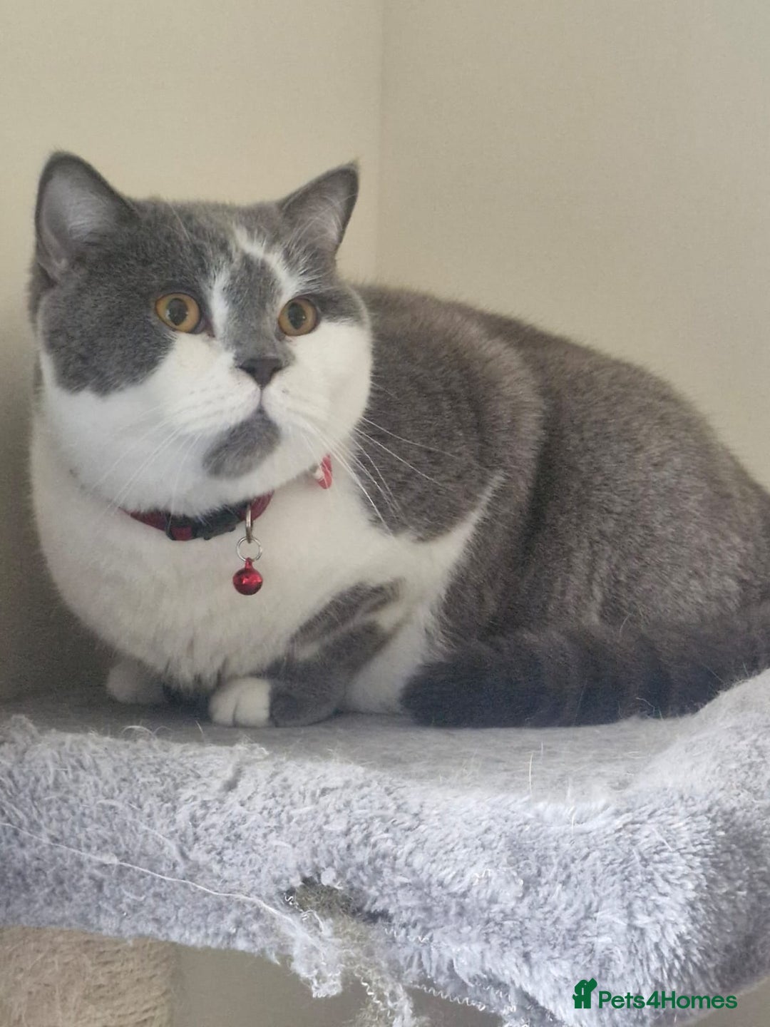 British Shorthair cats for sale: Friendly british shorthair cat for sale - Image 2